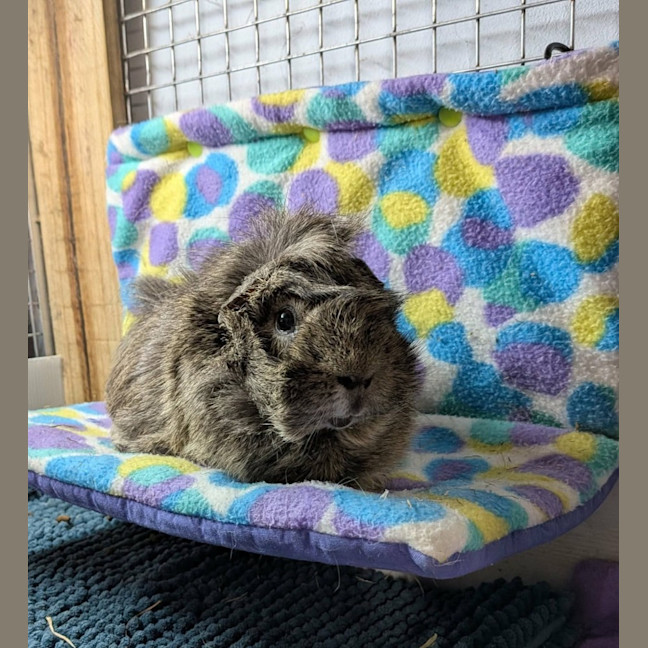 Photo of Womby 