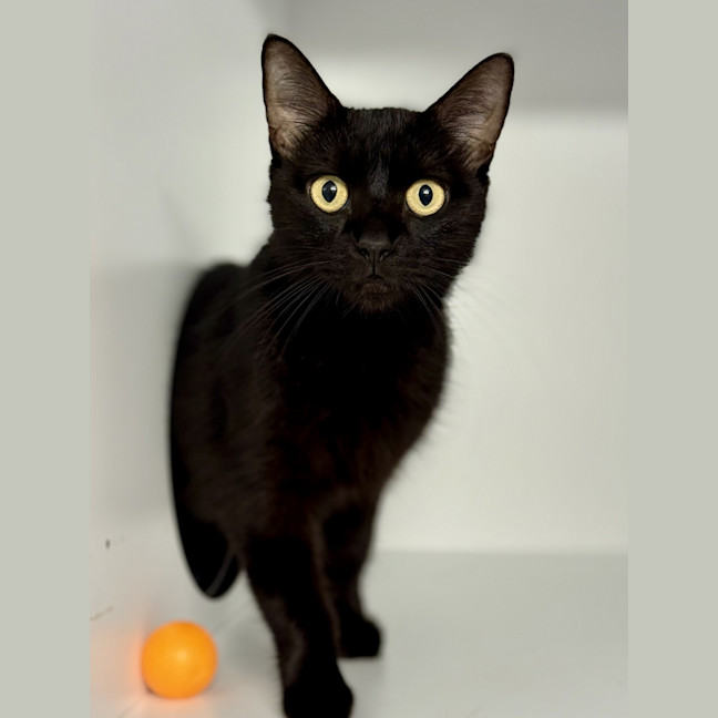 Photo of Madam Velvet