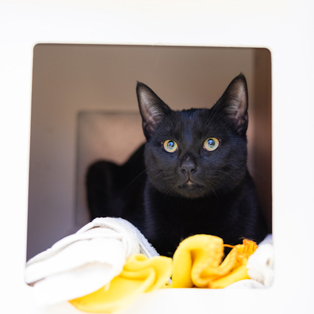 Photo of Black Panther