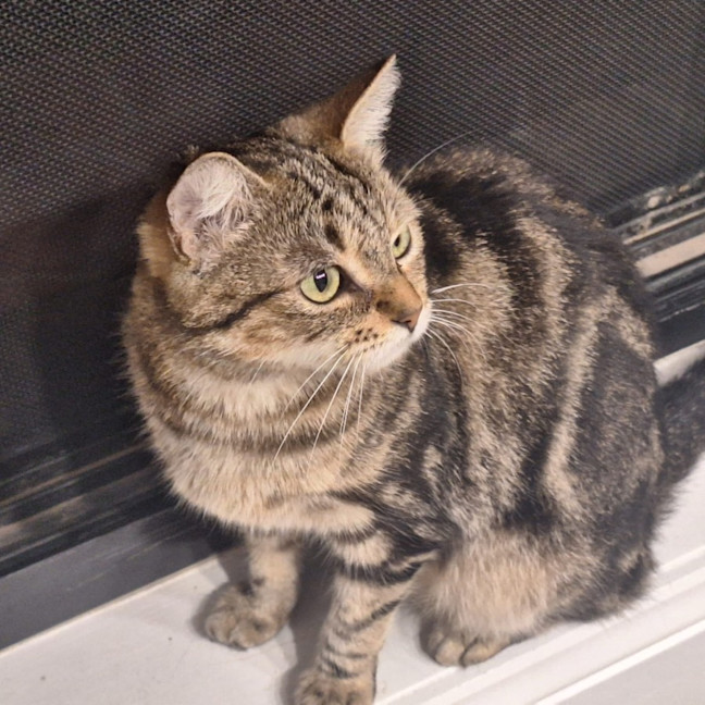 Photo of Whisper