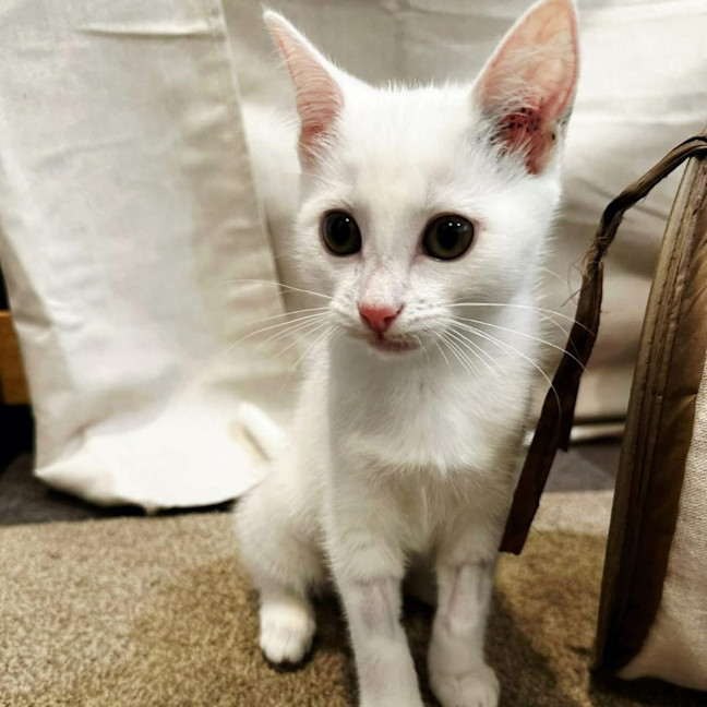 Photo of Candy