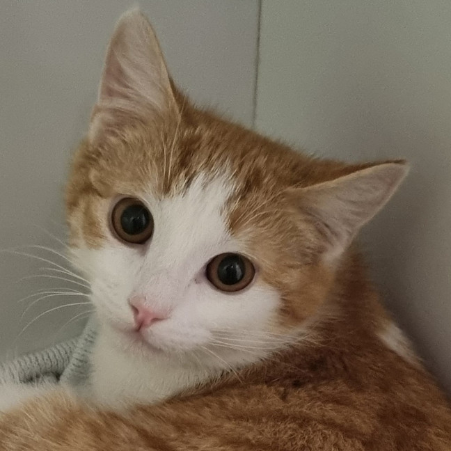 Photo of Butternut