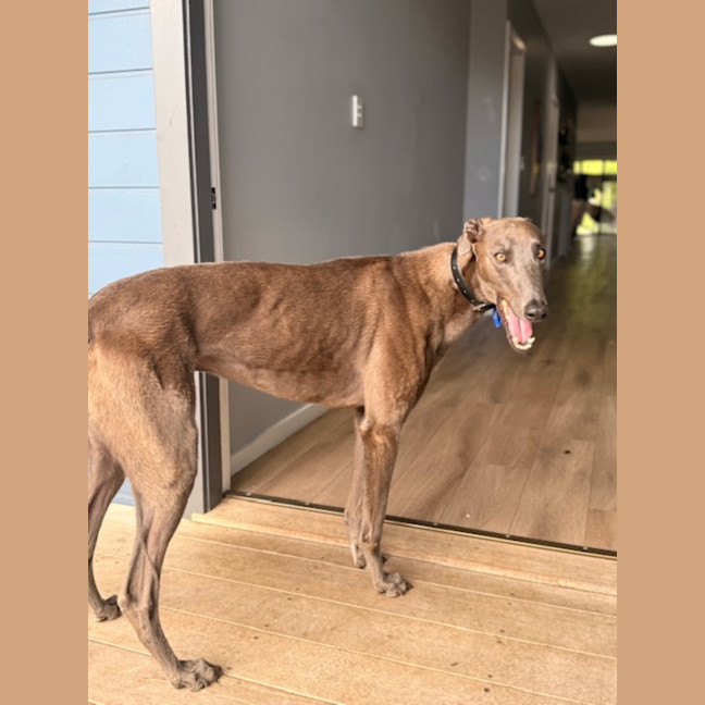 Photo of Bluey   3 Year Old Greyhound