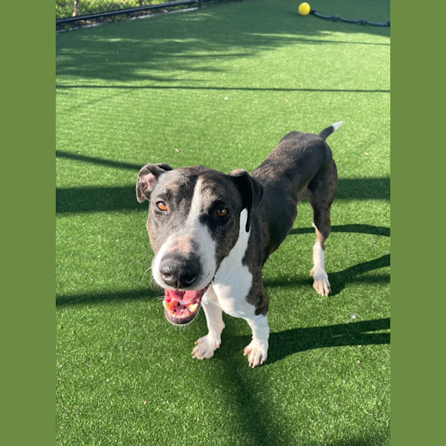 Photo of Bentley Imp 1051