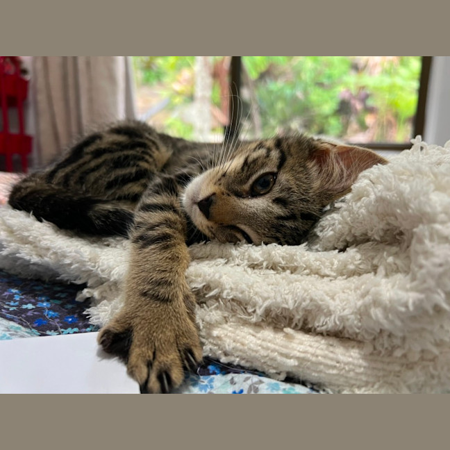 Photo of Henry