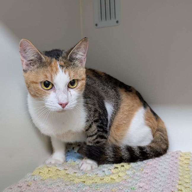Photo of Tippy