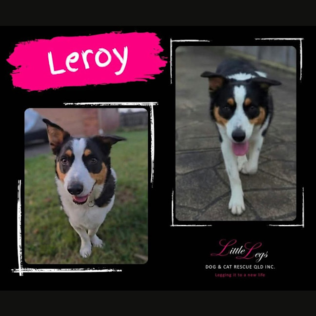 Photo of Leroy