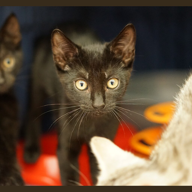 Photo of Kiki