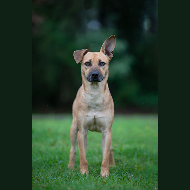 Photo of Bruno