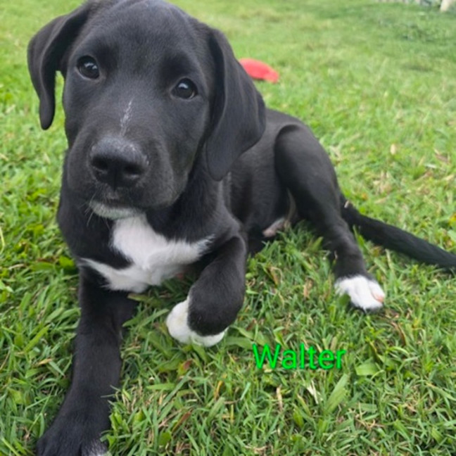 Photo of Walter