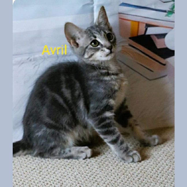 Photo of Avril
