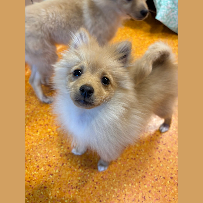 Photo of Gatsby