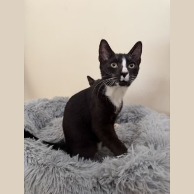 Photo of Apollo