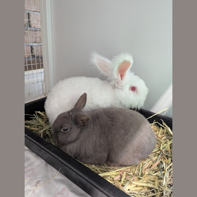 Photo of Ora And Fallow