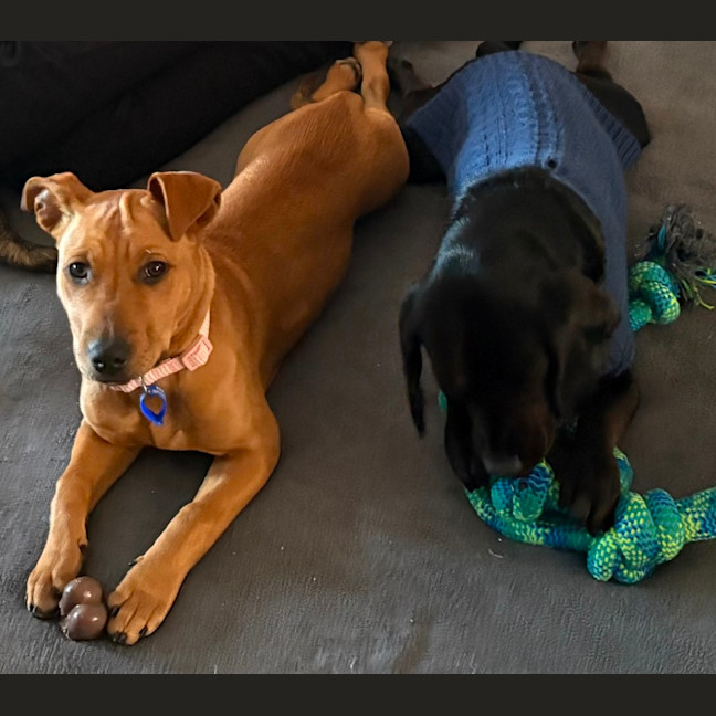 Photo of Bella   14 Week Old Mastiff X