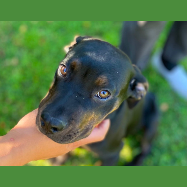 Photo of Sasha   4 Month Old Mixed Breed