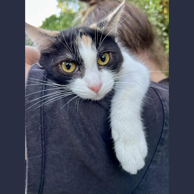 Photo of Halle  Berry  * 9 Lives Project Rescue*