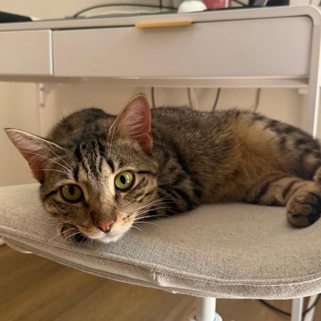Photo of Chilli