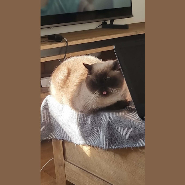 Photo of Mocha