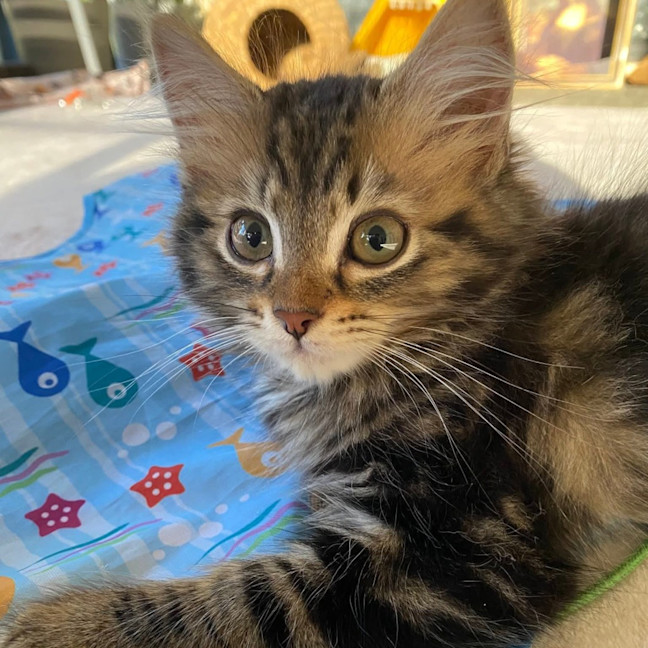 Photo of Guppy