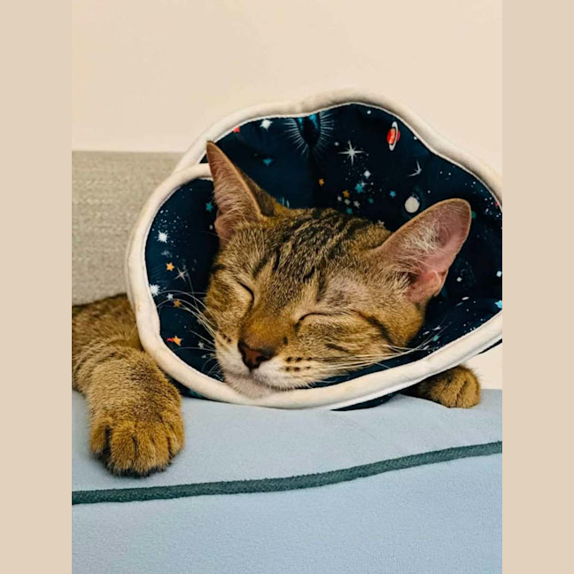 Photo of Star
