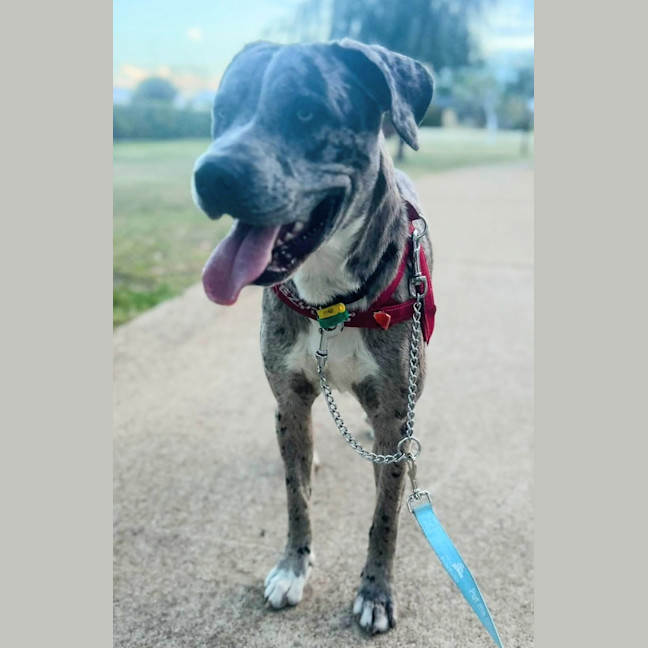 Photo of Patch