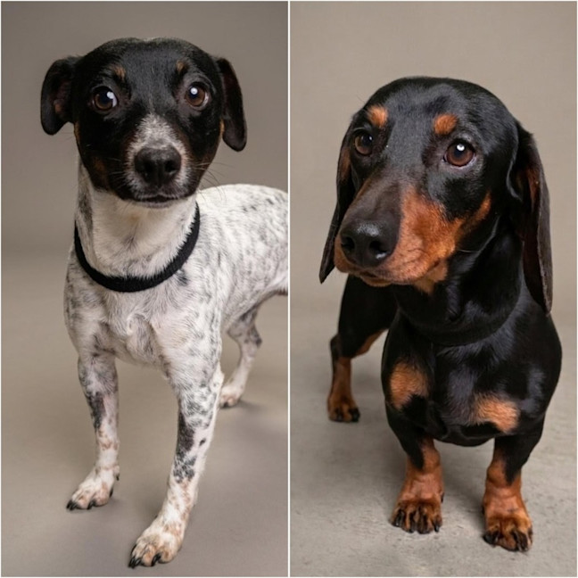 Photo of Rocky & Pickles