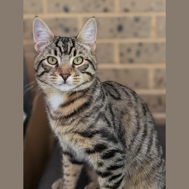 Photo of Rex