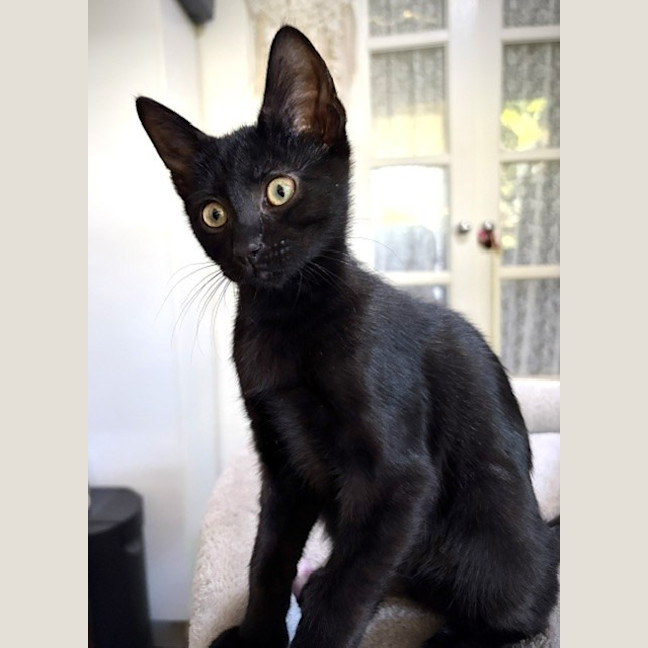 Photo of Cornelius