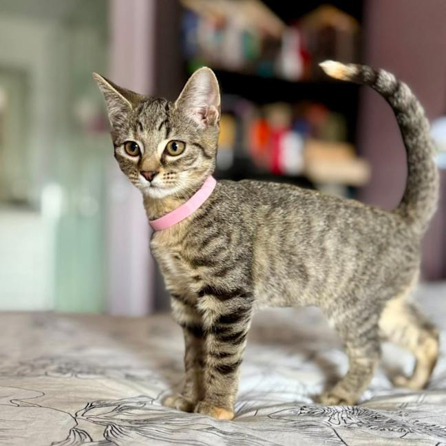 Photo of Lulu   In Foster Care In Templestowe 