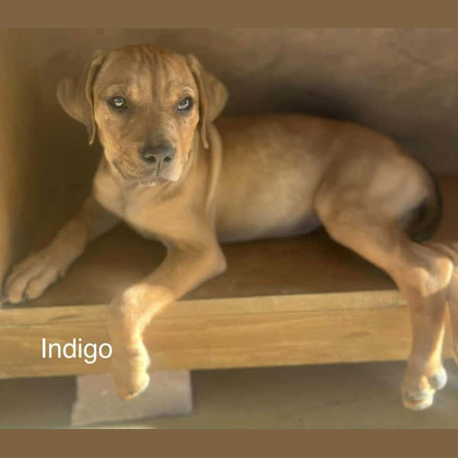 Photo of Indigo