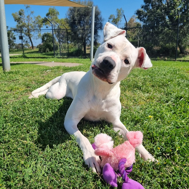 Photo of Lucy Goosey 