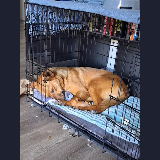 Photo of Pep (Aka) Pepper