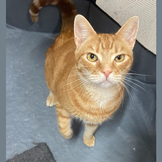 Photo of August   Now At Pet Quarters Morisset
