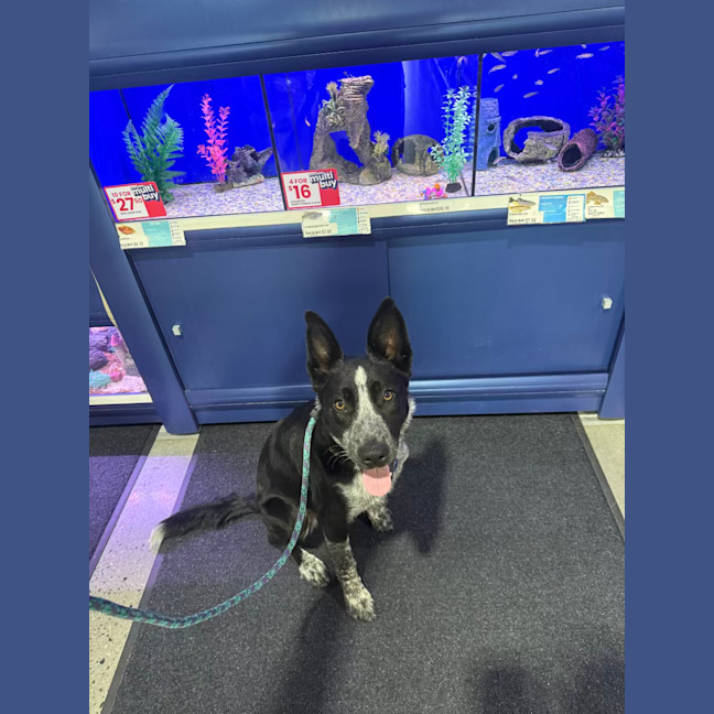 Photo of Ruby