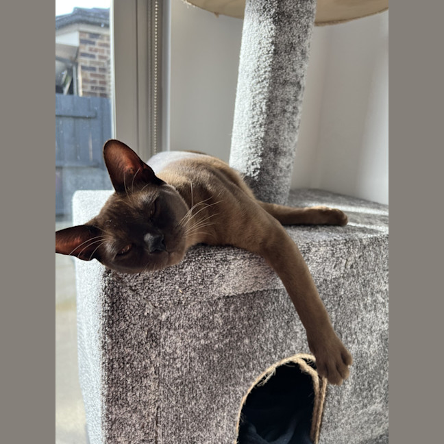 Photo of Banjo