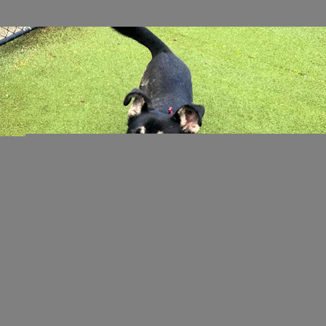 Photo of Oreo