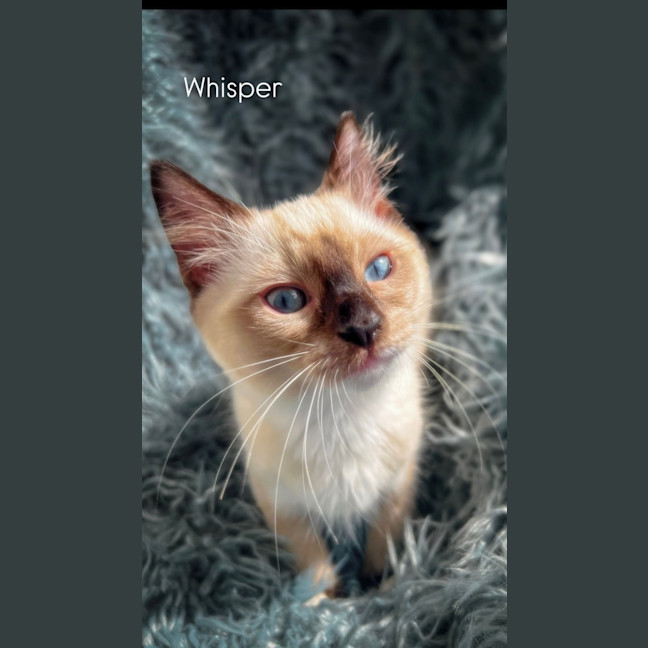 Curated visual reference: Gallery Detail: Whisper Female Ragdoll X Domestic Short Hair Dsh Cat In