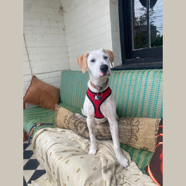 Photo of Bindi