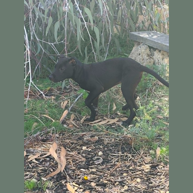 Photo of Coco