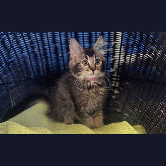 Photo of Emerald