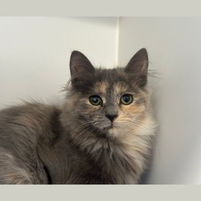 Photo of Vesper