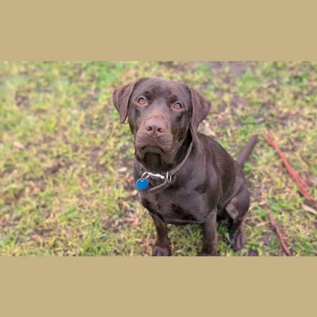 Photo of Ruby