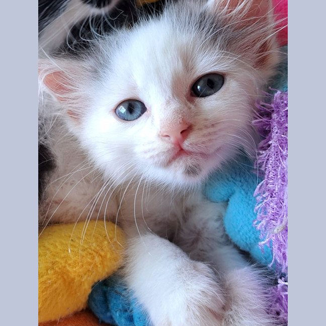 Photo of C1448 Snowflake