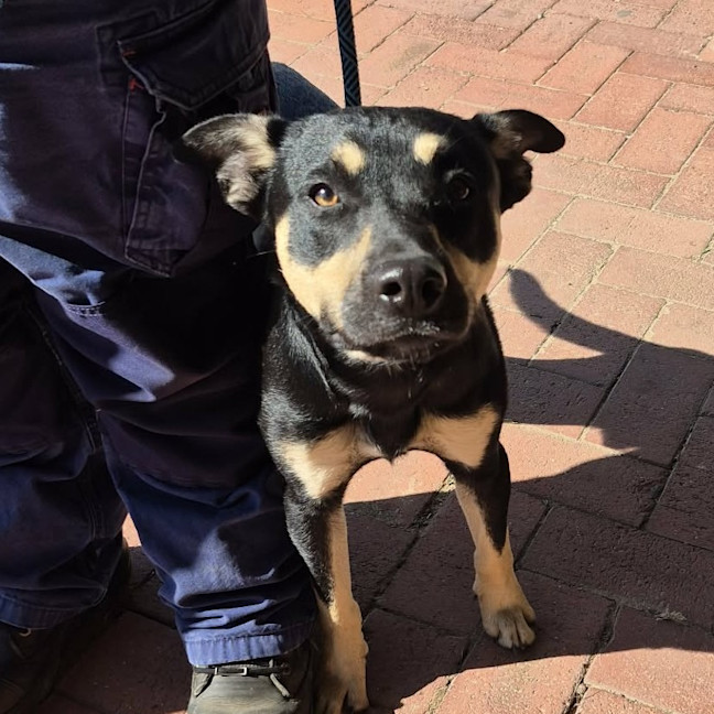 Photo of Shadow