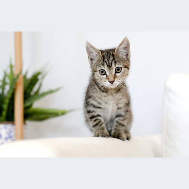 Photo of Tiger