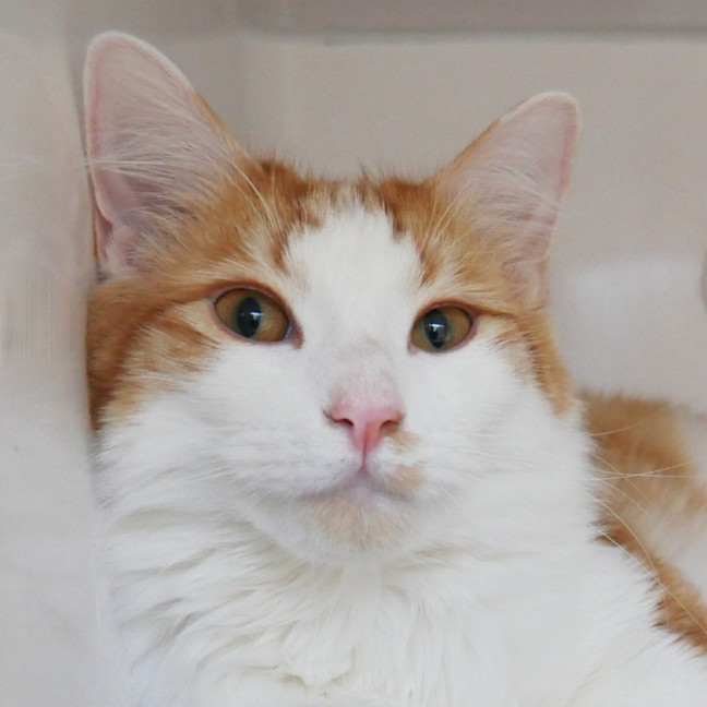 Photo of Ginger Sua015426