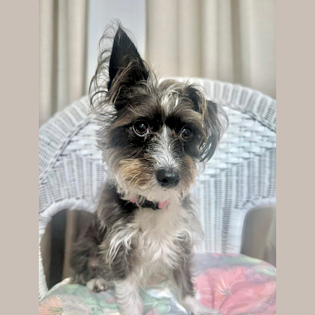 Photo of Mimi   3 Year Old Maltese X Poodle