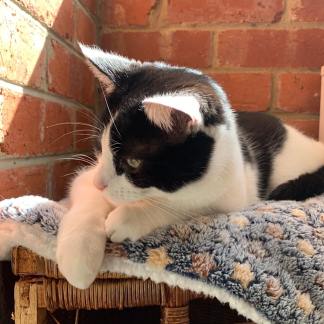 Photo of Luffy   Located In Preston