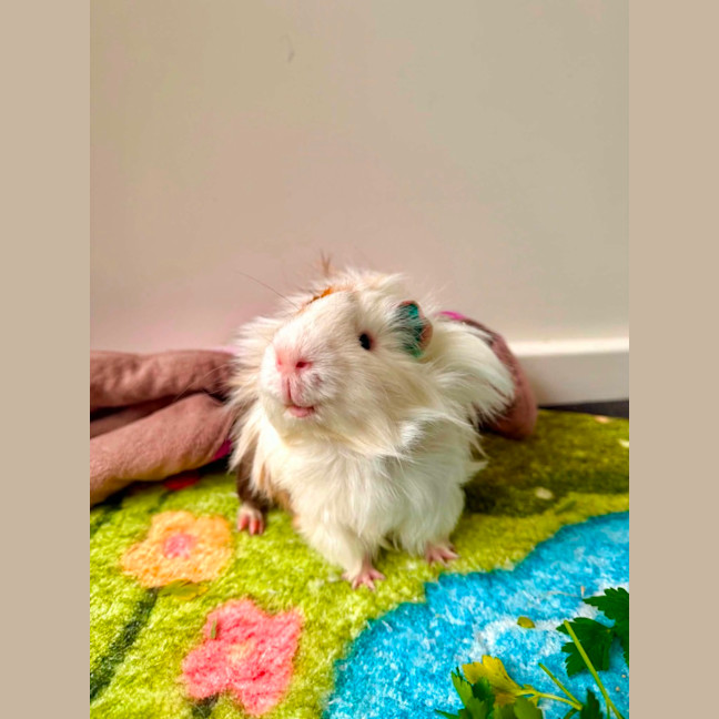 Photo of Leon 